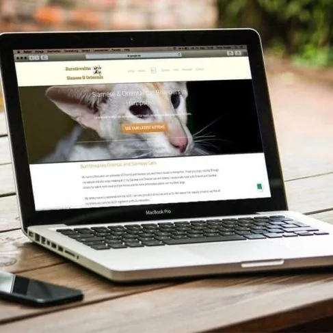 Cat breeder websites by Cats Whiskers Web Designs